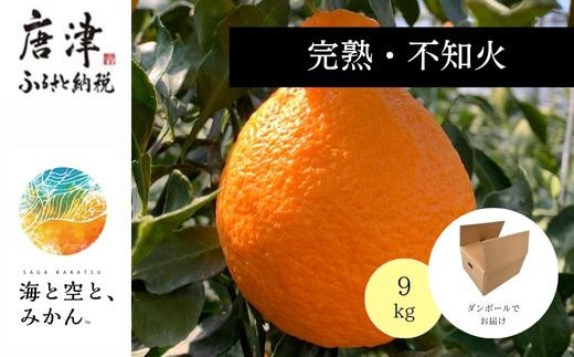 柑橘らしい甘さと酸味のバランスが抜群で、子供から大人まで根強いファンが多い
「不知火／しらぬい」9kgお送りします。