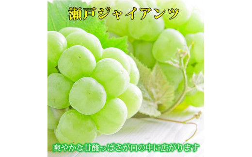 紀州かつらぎ山の瀬戸ジャイアンツ 約2kg【発送予定時期：2024年8月20日〜2024年9月10日】【UT30】