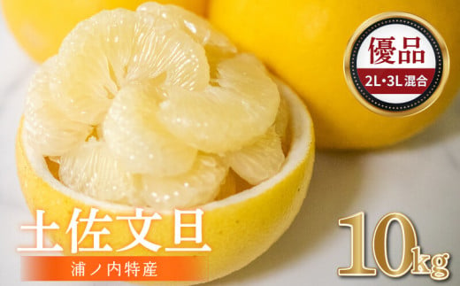 浦ノ内特産 土佐文旦 10kg 優品 2L ･ 3L 混合 | みかん 蜜柑 柑橘 文旦 大玉 10キロ 明神果樹園 人気 ランキング 数量限定 期間限定 高知県 須崎市 MKJ006_x 490263 - 高知県須崎市