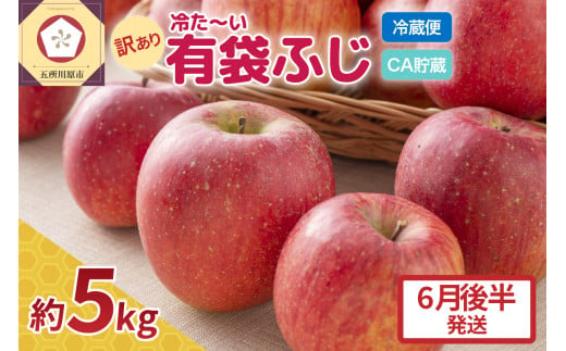 【6月後半発送 】りんご ふじ 訳あり 約 5kg 【 有袋栽培 CA貯蔵 クール便 果物類 林檎 リンゴ ふじりんご 家庭用 フルーツ 青森 五所川原 】 1070663 - 青森県五所川原市