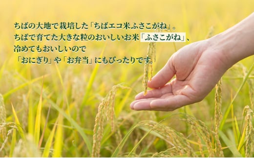 千葉県千葉市のふるさと納税 ふさこがね　真空パック　5キロ　無洗米　定期便3ヶ月 [№5346-0586]