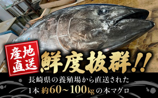 BAK011 長崎県産 本マグロ 赤身 500g 【大村湾漁業協同組合】-4