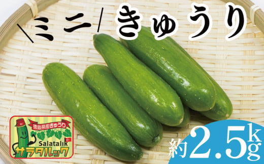 野菜 夏野菜 きゅうり  ミニきゅうり 2.5kg 小分け 胡瓜 ピクルス サラタルック サラダ 漬物 浅漬け キムチ オイキムチ 冷蔵 1323211 - 徳島県阿波市