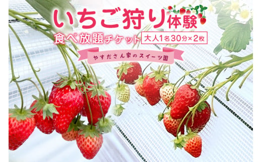 やすださん家のスイーツ園 いちご狩り体験【ペアチケット】 大人1名30分食べ放題チケット×2 19-G 1227559 - 茨城県小美玉市