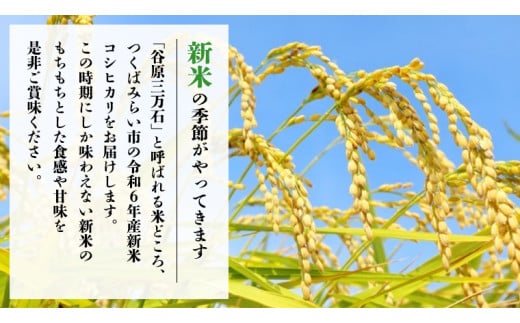 新米先行予約開始！ / 12月中旬出荷分】《令和6年産》茨城県産 コシヒカリ 精米 20kg (5kg×4袋）【各月数量限定】 こしひかり 米 コメ  こめ 単一米 限定 茨城県産 国産 美味しい お米 おこめ おコメ - 茨城県つくばみらい市｜ふるさとチョイス - ふるさと納税サイト