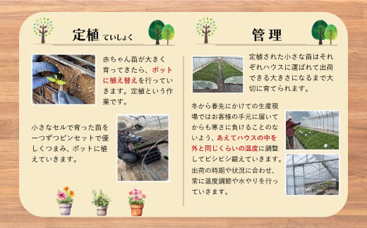 【先行予約】このまま飾れる　季節の寄せ植え