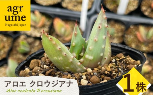 【数量限定】 Aloe aculeata V crousiana　アロエ クロウジアナ   1株 長与町/アグリューム [EAI122]