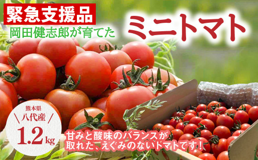 写真：【緊急支援品】 野菜ソムリエ岡田健志郎が育てた ミニトマト 1.2kg トマト ギフト 厳選 お取り寄せ 甘味 酸味 リコピン 美味しい 再建支援 事業者支援