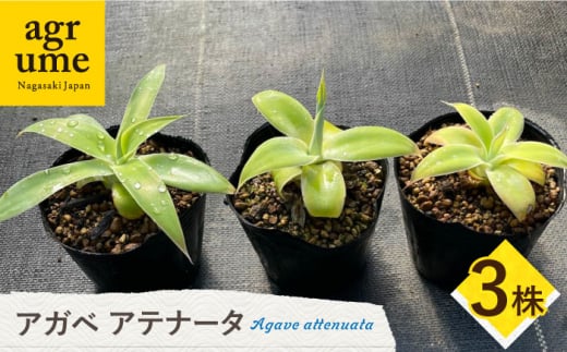 アガベ アテナータ 3株セット 長与町/アグリューム Agave attenuata [EAI118] 観葉植物 多肉植物 苗 植物 アガベ あがべ インテリア セット 1236457 - 長崎県長与町