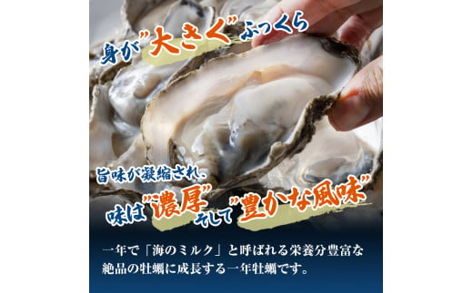 牡蠣 生食用 坂越かき 殻付き 45～50個[ 生牡蠣 真牡蠣 かき カキ 冬
