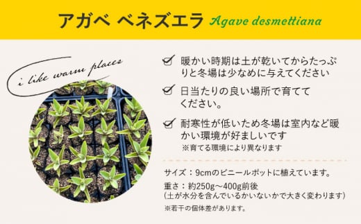 アガベ アテナータ ＆ アガベ ベネズエラ 各1株 セット 長与町