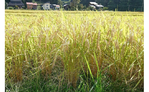 ☆数量限定☆令和5年産・新潟県上越市吉川区国田産・新潟県認証米/特別