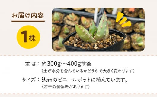 数量限定】 Aloe aculeata V crousiana アロエ クロウジアナ 1株 長与町/アグリューム [EAI122] 観葉植物 多肉植物  苗 植物 アロエ あろえ インテリア｜ふるラボ