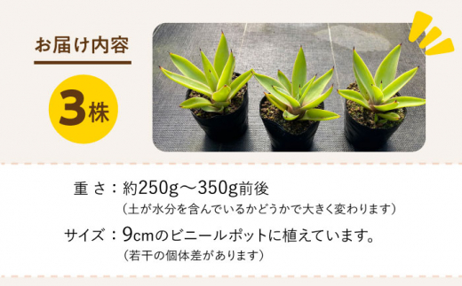 【数量限定】 アガベ ベネズエラ 3株セット 長与町/アグリューム Agave desmettiana [EAI117]|株式会社 アグリューム