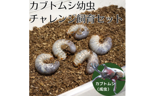 カブトムシ幼虫チャレンジ飼育セット(5匹)【1487108】 - 茨城県 