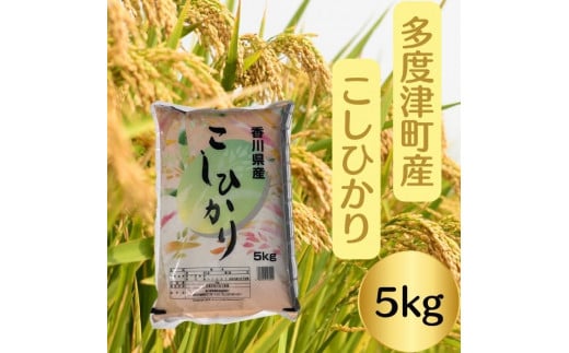 香川県多度津町のふるさと納税 【令和5年産】多度津町産こしひかり 5kg 【L-38】