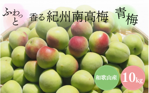 ふわっと香る紀州南高梅　青梅10kg ※2025年6月中旬～７月上旬頃に順次発送予定【期間限定：2025年5月31日まで】 / 和歌山 田辺市 紀州南高梅 南高梅 梅干し 梅干 梅 うめ 青梅 梅シロップ 梅酒 【nok003】 1493838 - 和歌山県田辺市