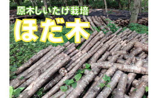 Y-1501 原木しいたけ栽培 ほだ木（２本） 1239143 - 北海道新得町