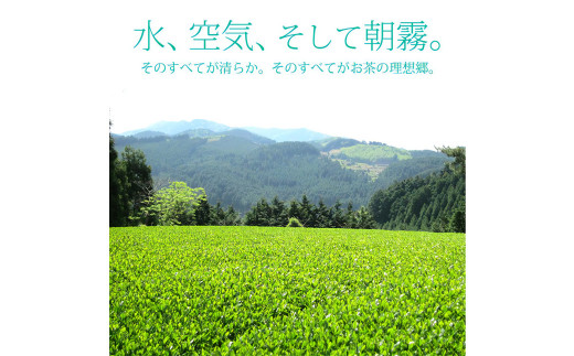 【6ヶ月定期便】【八女茶】奥八女星野村 深蒸し高級煎茶(深蒸し茶)100g×2袋