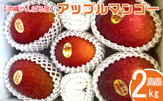 先行予約　2024年発送【沖縄やんばる産】2kg　良品アップルマンゴー（Ms mango farm） 1240285 - 沖縄県名護市