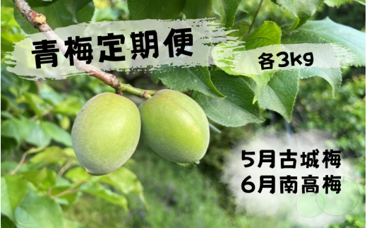 ＜先行予約＞【定期便】【期間限定・2025/4/30まで】中山農園「青梅」古城梅・南高梅各3kg / 紀州南高梅 梅シロップ 梅ジュース 梅酒 和歌山県 【nak039-tk】 1244656 - 和歌山県田辺市