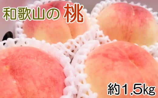 [産直・人気の特産品]和歌山の桃 約1.5kg ※2025年6月下旬頃〜8月上旬頃順次発送 / フルーツ もも 果物 くだもの 和歌山 モモ [tec946A]