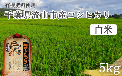コシヒカリ 米 5kg 有機肥料 白米 1137394 - 千葉県流山市
