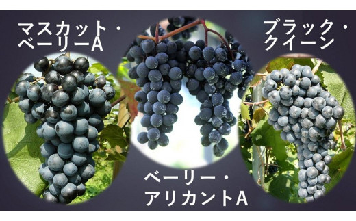新潟県上越市のふるさと納税 最高級岩の原ワイン　ヘリテイジ