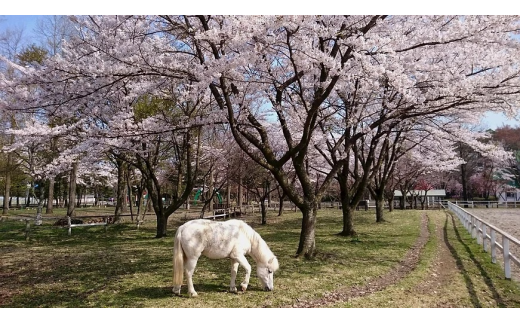春には桜と一緒に馬の姿を見物できます。