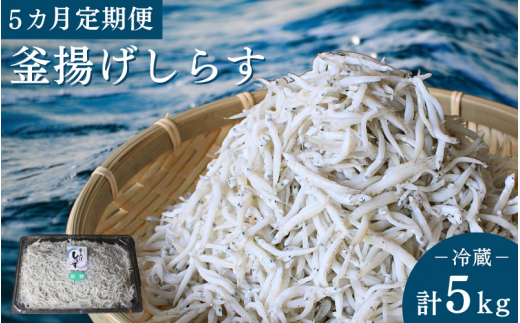 【5カ月定期便】釜揚げしらす（ご家庭用）計5kg（1kg×5回）※北海道・沖縄・離島配送不可 / しらす丼 丼ぶり シラス 家庭用 冷蔵 お取り寄せ 和歌山県 田辺市 1243898 - 和歌山県田辺市