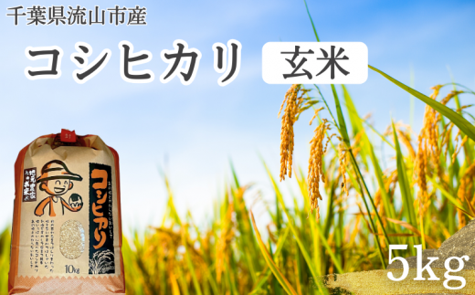 コシヒカリ 米 5kg 新川耕地 玄米