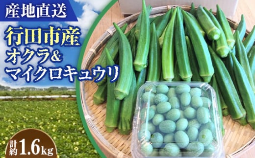 No.397 【産地直送】行田市産オクラ＆マイクロキュウリ　計1600g ／ 國嶋農産 野菜 新鮮 埼玉県 特産品 1245958 - 埼玉県行田市