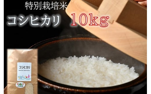 【1-9】コシヒカリ（特別栽培米）10kg 942390 - 三重県松阪市