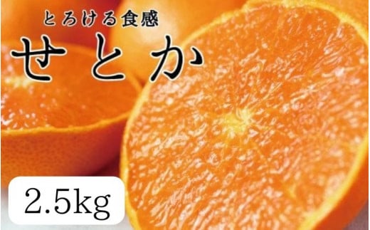 【先行予約】とろける食感 ジューシー柑橘 せとか 約2.5kg みかん 蜜柑 柑橘 オレンジ 果物 フルーツ 国産 ※2026年2月上旬頃～2026年2月下旬頃に順次発送予定 / ミカン みかん くだもの 果物 柑橘 フルーツ【uot789A】 1995217 - 和歌山県紀美野町