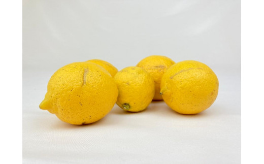 【有機JAS認証】レモン島からお贈りするオーガニックレモン ３kg 有機レモン 産直 国産 有機栽培 1244205 - 広島県尾道市