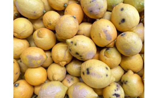 [有機JAS認証]『加工用訳あり』レモン島からお贈りするオーガニックレモン 3kg 有機レモン 産直 国産 有機栽培