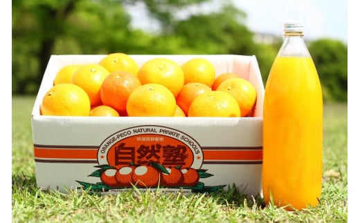 ④自然塾 みかん &まるごと果汁詰合せ[1回] 果物 ジュース 柑橘