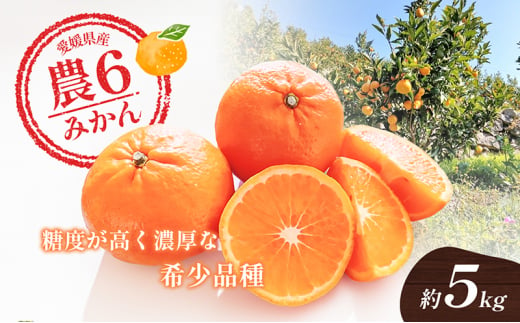 №5310-0227]農6みかん「とべ農六柑」希少な品種の柑橘（かんきつ中間母