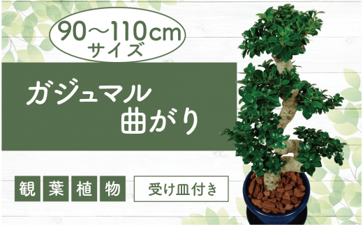 2025年4月下旬～発送【観葉植物】ガジュマル曲がり 大鉢(T&P/110-1390) 観葉 植物 インテリア 鉢植え 鉢植 グリーン ガジュマル曲がり 自然 ナチュラル 美しい 清涼感 園芸 室内 オフィス 大鉢 リラックス おしゃれ 鹿児島 指宿 いぶすき インテリアグリーン ガジュマル 風水【配送不可地域：北海道・沖縄県・離島】 979944 - 鹿児島県指宿市