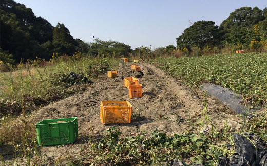 栽培期間中農薬不使用 熟成紅はるか サツマイモ 4.0 kg 【2024年11月から発送】