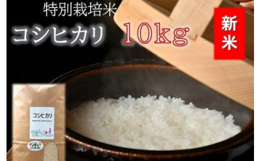 コシヒカリ（特別栽培米）10kg（新米予約9月以降発送）【1-9】 359430 - 三重県松阪市