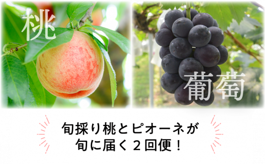 KF-T039【きよとう】ちょっとずつ食べたい！岡山の旬の桃とピオーネが少しずつ届く２回便！ 1254275 - 岡山県真庭市