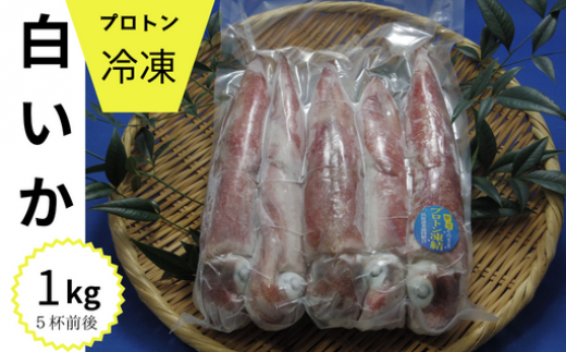冷凍白いか1kg入(5杯前後) 395474 - 兵庫県新温泉町