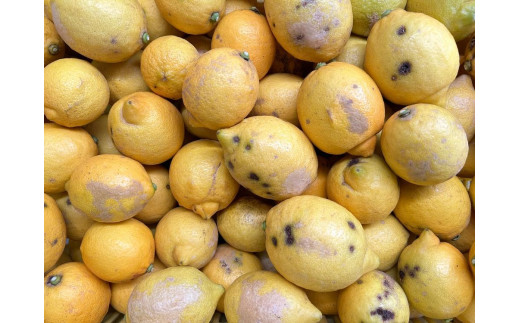 【有機JAS認証】『加工用訳あり』レモン島からお贈りするオーガニックレモン 5kg 有機レモン 産直 国産 有機栽培