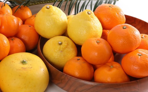 【訳あり】柑橘詰め合わせセット（約２．５ｋｇ）