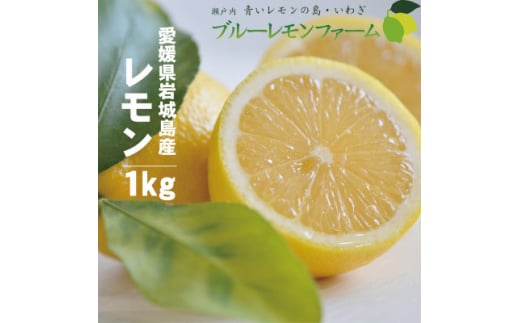 愛媛　ブルーレモンファームのレモン　約1k