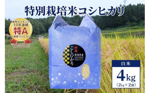 【50セット限定】令和5年産 新潟上越清里産 特別栽培米コシヒカリ4kg(2kg×2袋)白米 1249782 - 新潟県上越市