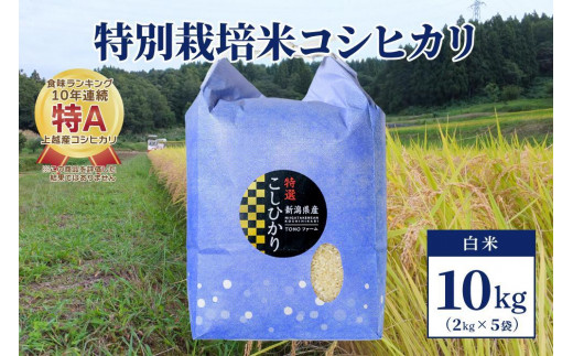 【50セット限定】令和5年産 新潟上越清里産 特別栽培米コシヒカリ10kg(2kg×5袋)白米 1249785 - 新潟県上越市