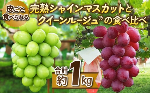 【東御こもだ果樹園】皮ごと食べる2色ぶどうギフトセット（シャインマスカット、クイーンルージュ®️） 1249337 - 長野県東御市