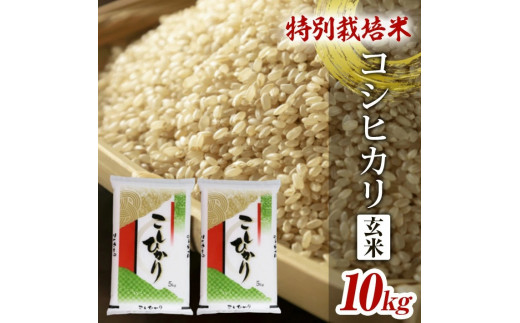 SA2088　令和5年産【玄米】特別栽培米 コシヒカリ10kg(5kg×2袋) YA